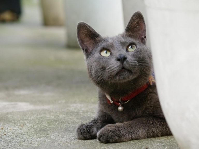 Korat