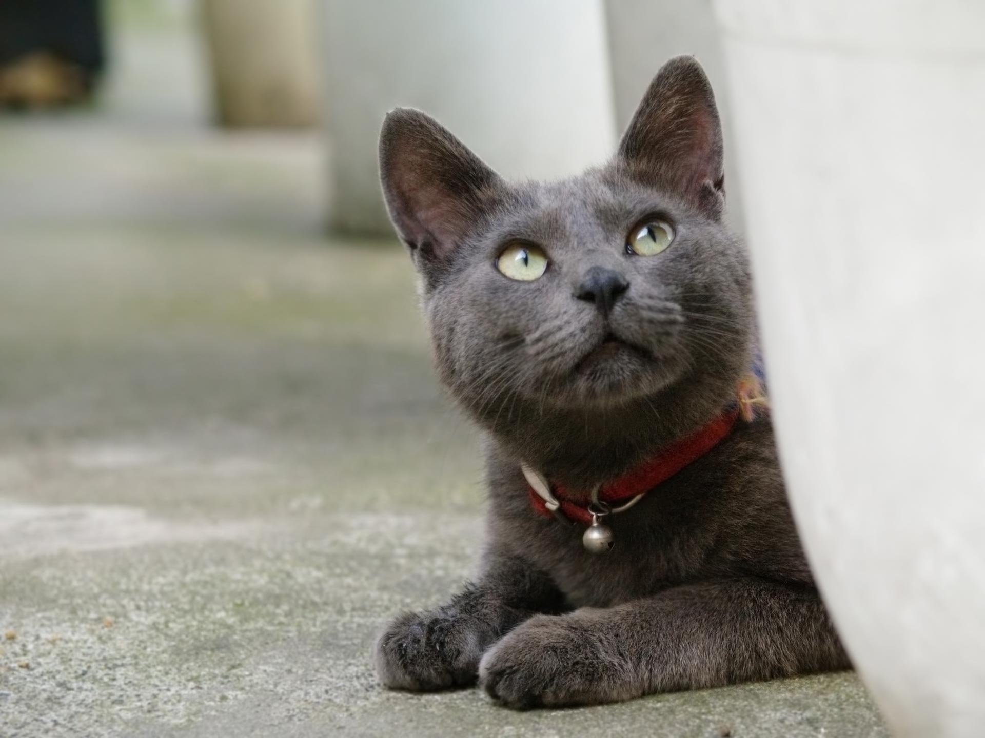 Korat