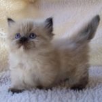 Munchkin