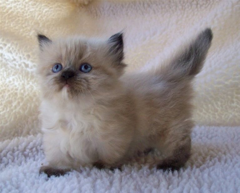 Munchkin