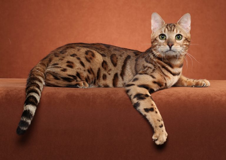 Ocicat