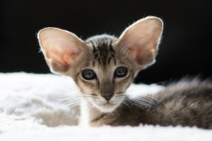 Oriental Shorthair