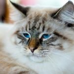Ragamuffin Kedisi
