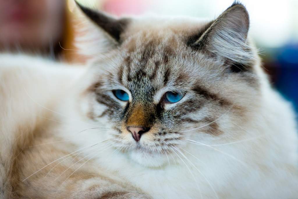 Ragamuffin