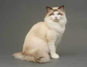 Ragdoll
