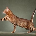 Savannah