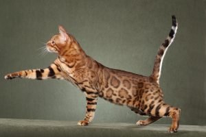 Savannah