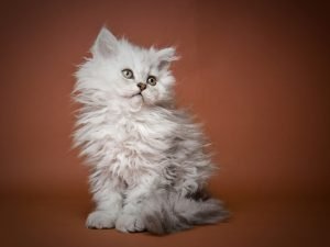 Selkirk Rex
