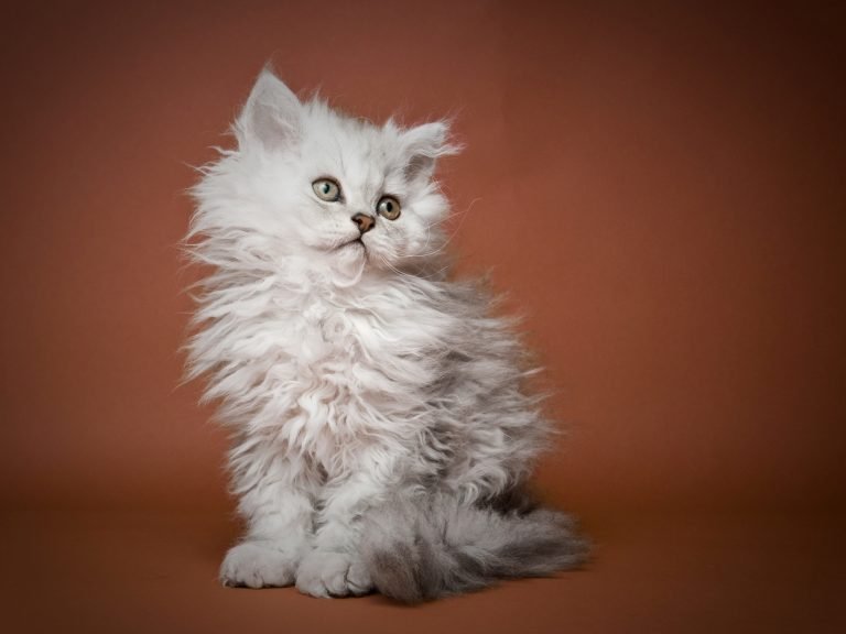 Selkirk Rex