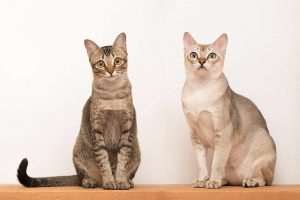 Singapura Kedisi