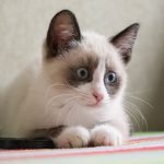 Snowshoe