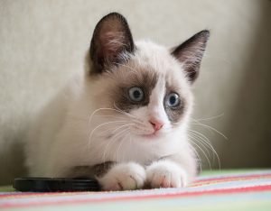 Snowshoe