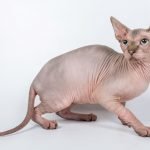 Sphynx