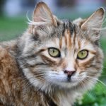 Tekir Kedi