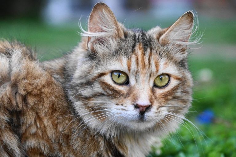 Tekir Kedi
