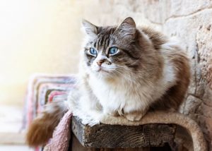 Tiffanie