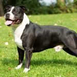 Amerikan Staffordshire Terrier