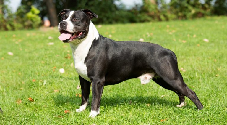 Amerikan Staffordshire Terrier