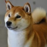 Ainu Cinsi Köpek