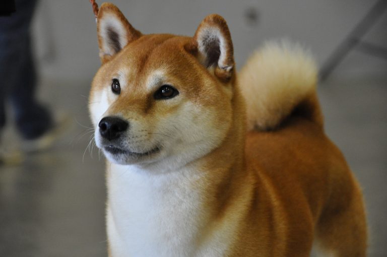 Ainu