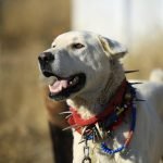 Akbaş Köpek Cinsi