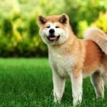 Akita Inu