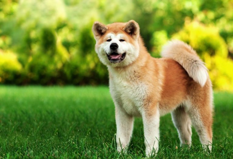 Akita Inu