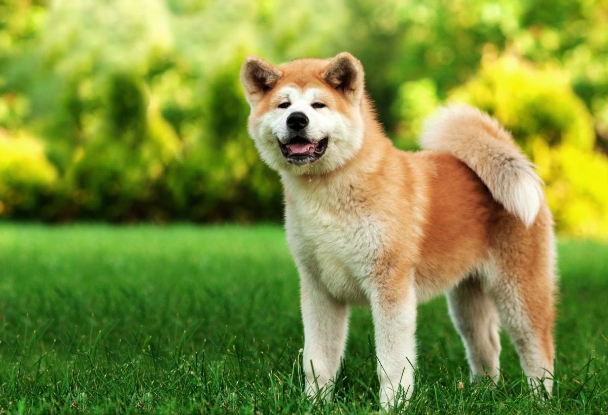 Akita Inu