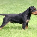 Alman Av Terrier