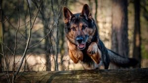 Alman Çoban Köpeği
