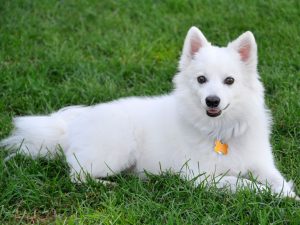 Amerikan Eskimo