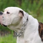 Amerikan Bulldog