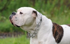 Amerikan Bulldog
