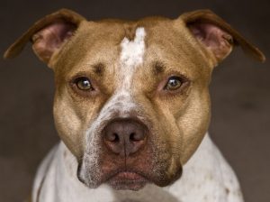 Amerikan Pitbull Terrier