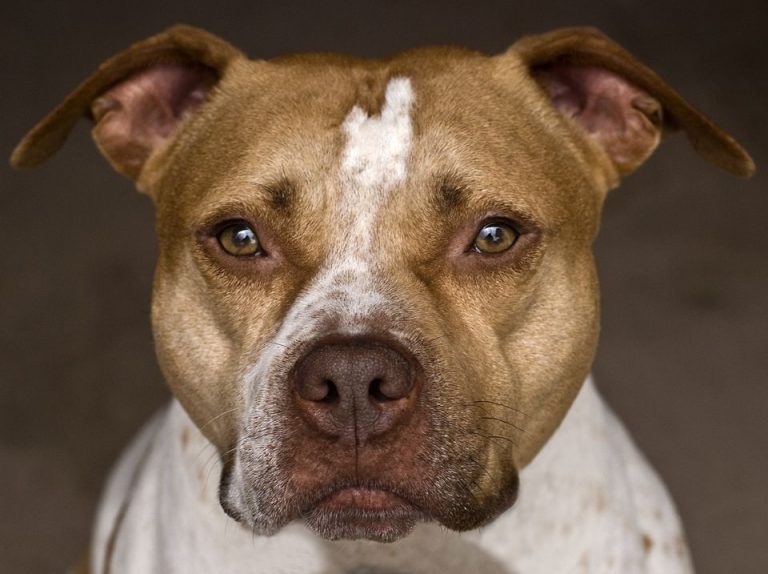 Amerikan Pitbull Terrier