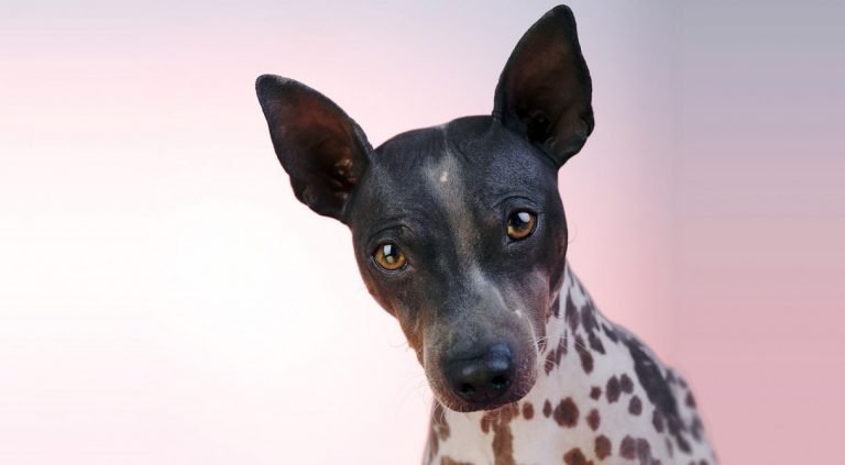 Amerikan Tüysüz Terrier