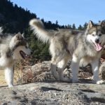 Amerikan Yerli Köpeği