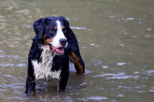 Appenzell Dağ Köpeği