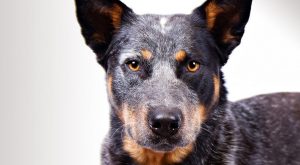 Avustralya Sığır Köpeği