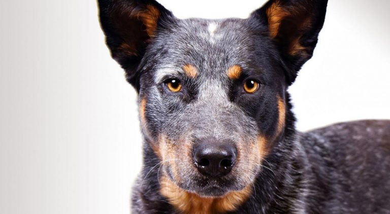 Avustralya Sığır Köpeği