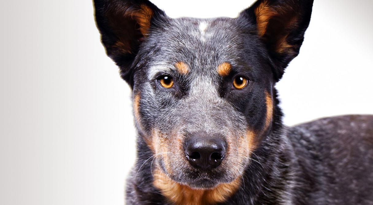 Avustralya Sığır Köpeği