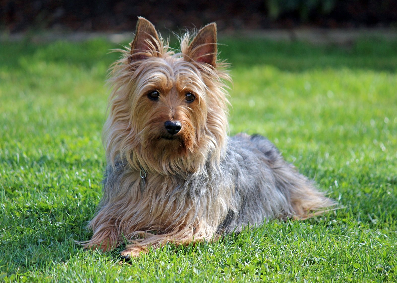 Avustralya Terrier