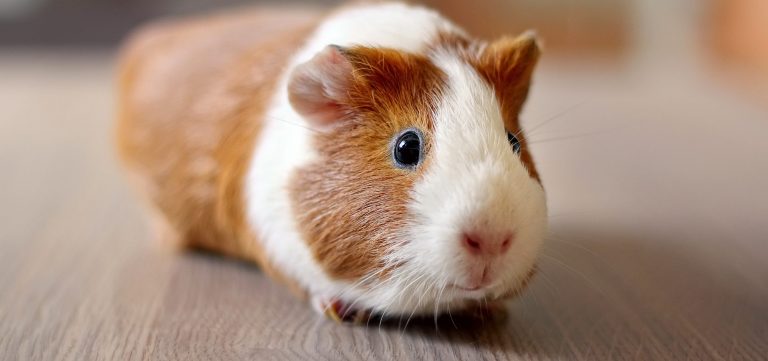 Ginepig ve Hamster Arasındaki Farklar
