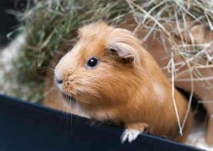 Ginepig Evcilleştirme ve Sevmenin Yolları