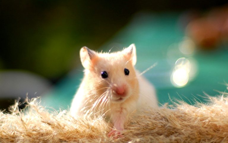 Hamster Cinsiyeti Nasıl Anlaşılır?