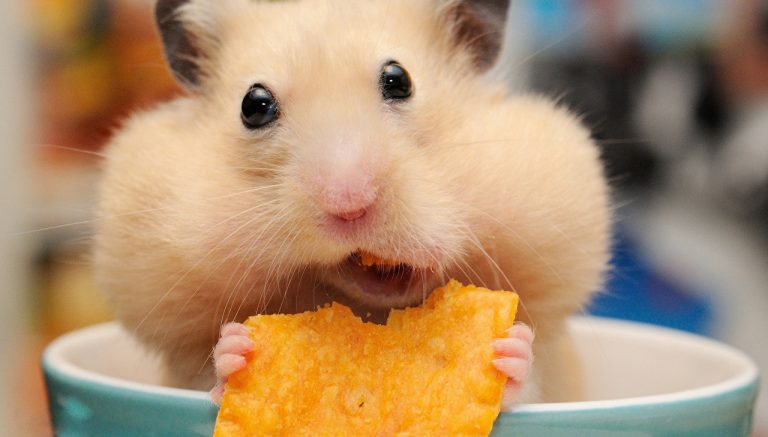 Hamster Nasıl Eğitilir?