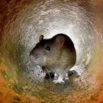 Hamster Doğal Yaşam