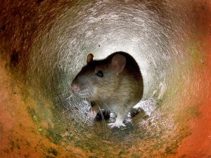 Hamster İçin Doğal Yaşam Alanı Oluşturma