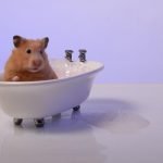 Hamster Yıkanır mı?