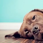 Köpeklerde Cilt Hastalıkları